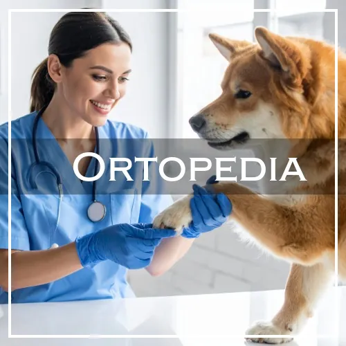 ortopedia 3