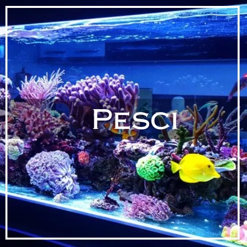 pesci v1
