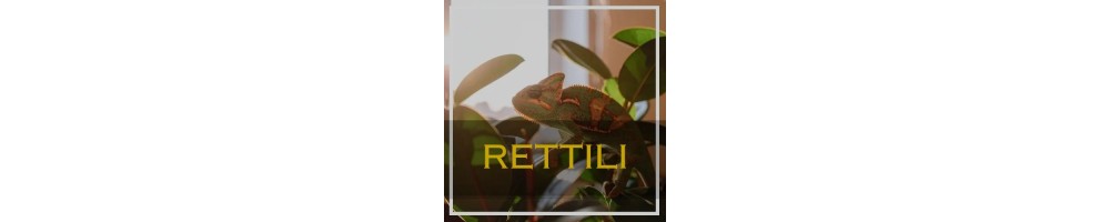 Rettili: habitat e cura dei rettili